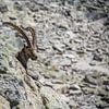 Steenbok in Valle d'Aosta in de Italiaanse Alpen van Martijn Joosse