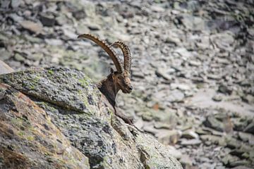 Steenbok in Valle d'Aosta in de Italiaanse Alpen
