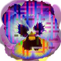 Violet, purple pink yellow and orange