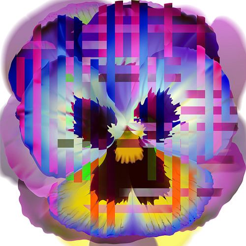 Violett, Lila Rosa Gelb und Orange