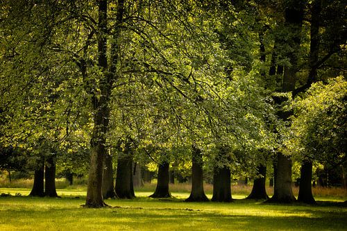 Soleil dans le parc