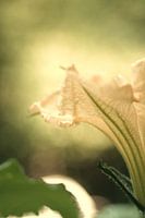 Kürbisblüte