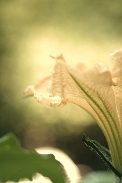 Pompoenbloesem van Steffi Hommel