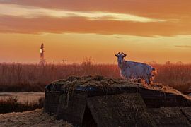 Zaanse Schaans goat at sunrise.