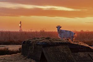 Chèvre de Zaanse Schaans au lever du soleil.