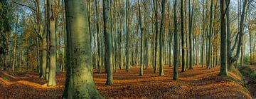 Automne ensoleillé sur l'Achterwei à Beetsterzwaag Opsterland Friesland sur Ad Huijben