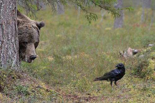 Rencontre entre un ours brun et un corbeau sur Jaap La Brijn