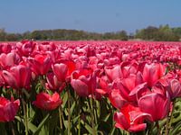 Dutch bulb fields