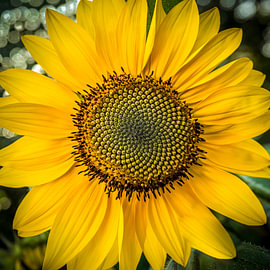 Sunflower by Dieter Walther