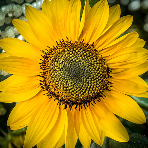 Sunflower by Dieter Walther