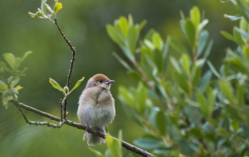 Nice such a chiffchaff by Natuurpracht   Kees Doornenbal