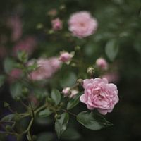 pink roses