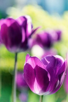 Paarse Tulpen van Jessica Berendsen