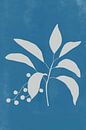Moderne botanische Kunst. Pflanze mit Beeren in Off-White auf Blau von Dina Dankers Miniaturansicht