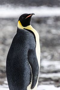 Emperor's penguin - antarctica sur Family Everywhere