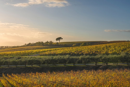 Vignoble du Chianti, coucher de soleil d'automne, vue sur un pin solitaire, Toscane