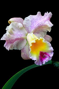 Orchid BLC Goldenzelle by Monarch C.