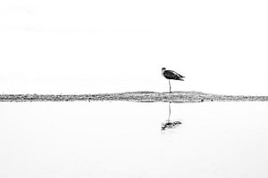 Steltloper in Stil Water Minimalistische Zwart-wit Kunst