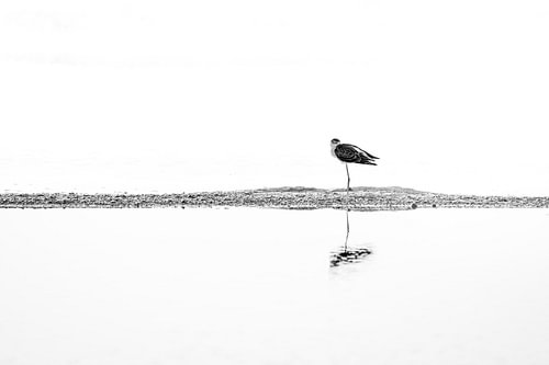 Steltloper in Stil Water Minimalistische Zwart-wit Kunst