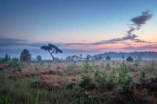 Couleurs pastel au lever du soleil sur la Lande de Kalmthout