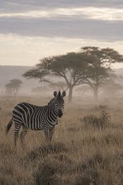 Zèbre dans la brume de la savane africaine – Photographie animalière d'art