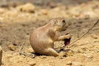 Lunch for the prairie dog