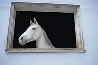 Fotoshooting mit weißem Pferd in einem Fenster des Reitstalls von Babetts Bildergalerie Miniaturansicht