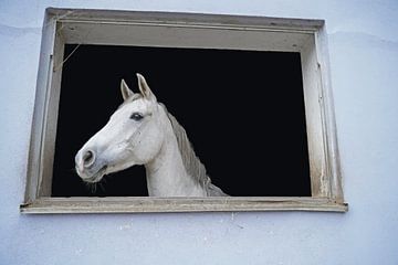 Séance photo avec un cheval blanc dans une fenêtre du centre équestre