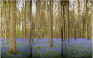 Dreiteiliges Bild mit Hyazinthen im Wald