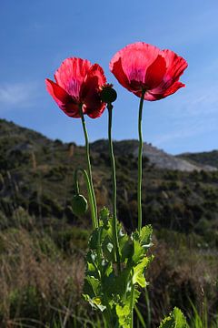 Les deux marguerites sur Cornelis (Cees) Cornelissen