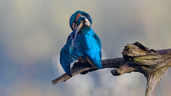 IJsvogel - Veren maken de man