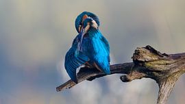 Eisvogel – Die Federn machen den Mann