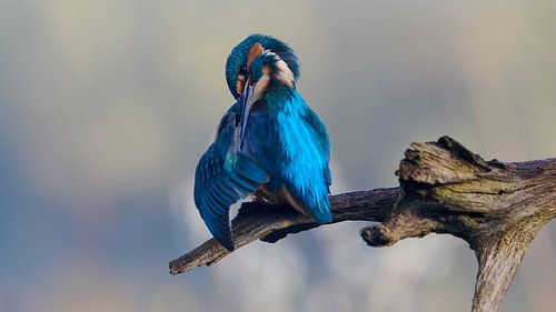 Eisvogel – Die Federn machen den Mann