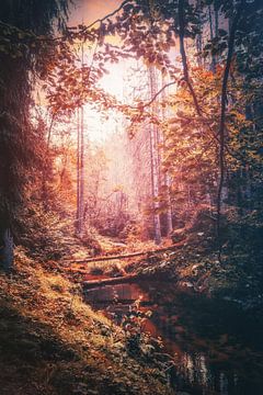 Kirnitzschtal tussen rotsen en zandstenen van Jakob Baranowski - Photography - Video - Photoshop