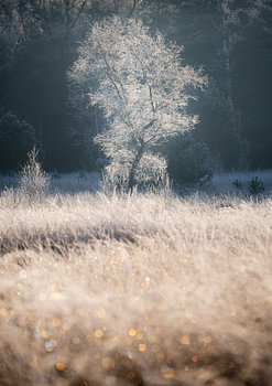 Rijp op het gras en op een boom bij zonsopkomst