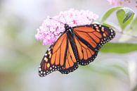 Monarch butterfly van Mark Zanderink thumbnail