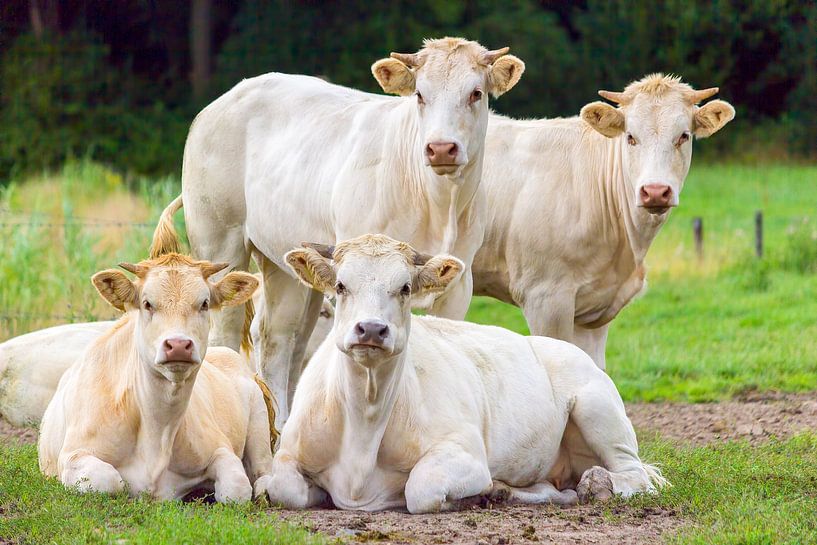 Groep wit beige koeien poseren in groene wei van Ben Schonewille