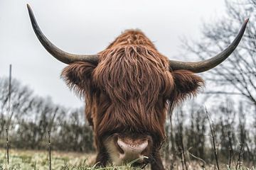 Vache écossaise Highlander en gros plan.