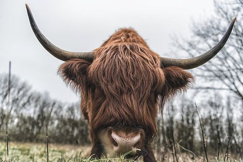 Schotse Hooglander koe close up.
