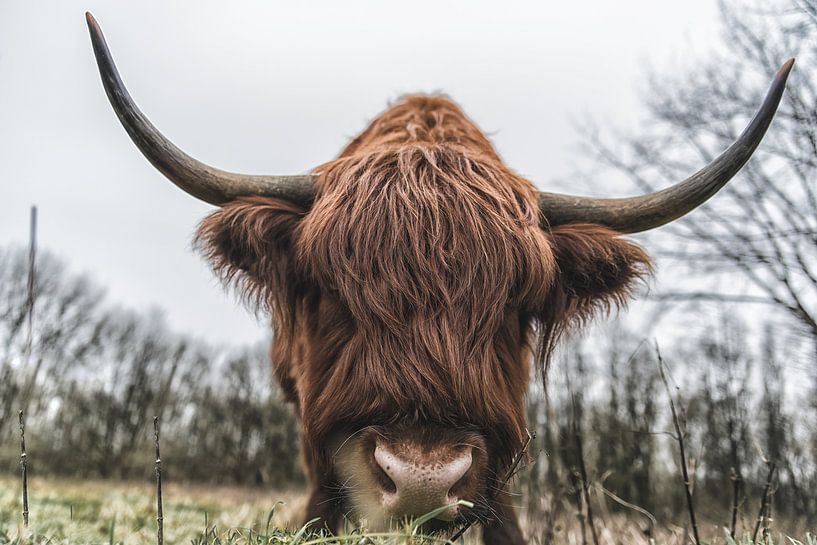 Schottische Highlander-Kuh aus nächster Nähe. von Robinotof