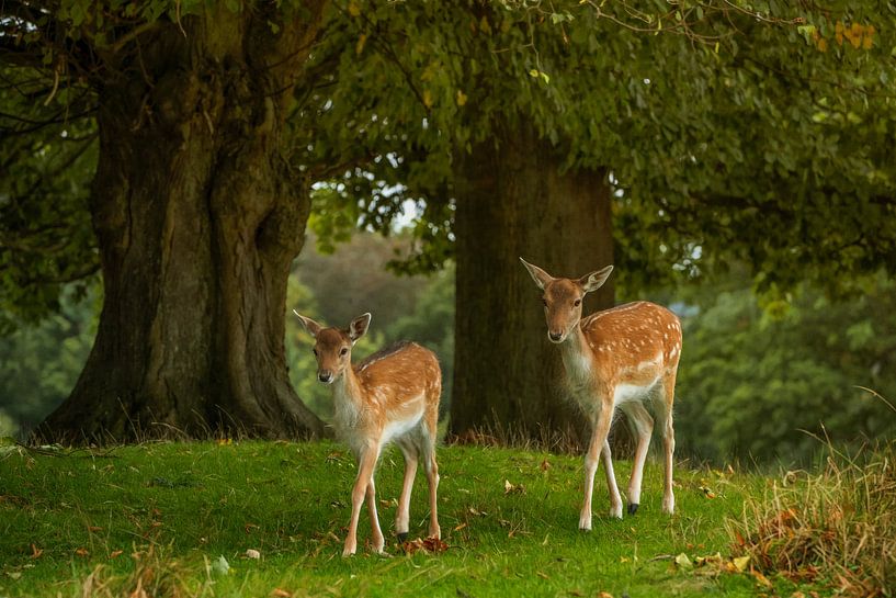 De Bambies van Lars van de Goor