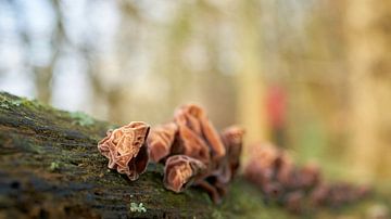 Judasohr, Auricularia auricula-judae im Wald auf einem toten Baumstamm