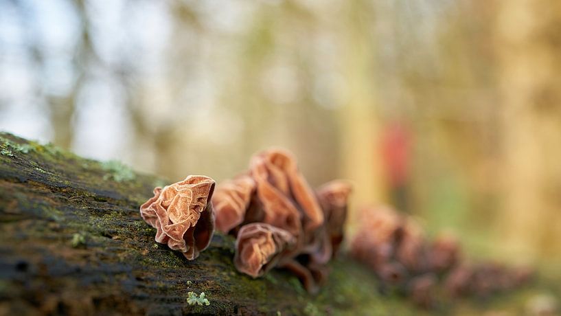 Judasohr, Auricularia auricula-judae im Wald auf einem toten Baumstamm von Heiko Kueverling