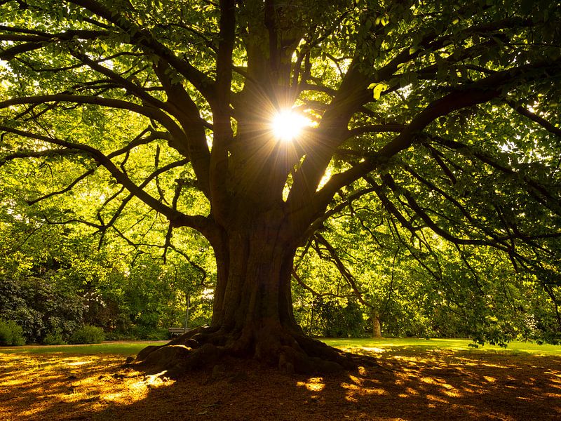 Orientalische Buche von Wendy Drent