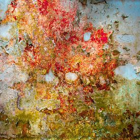 Pilze Hohe Auflösung von Olivier Photography