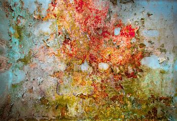 Fungi  Hoge Resolutie