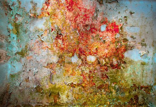 Fungi  Hoge Resolutie