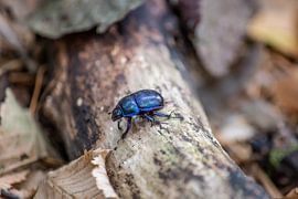 Dung beetle by Hans Monasso