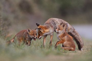 Family fox van Pim Leijen