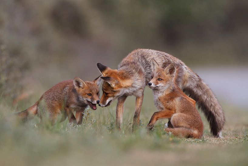 Renard de famille par Pim Leijen